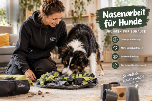 Nasenarbeit für Hunde: Übungen für Zuhause
