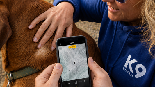 🕷️ Zecken mit dem Handy finden? – Ein einfacher Trick, den viele noch nicht kennen!