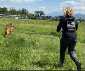 K9 Online-Kurs "Daily Mental Motivation"